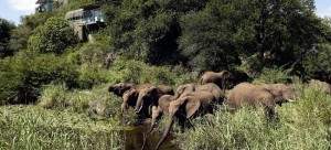 elephants drinking at Singita Lebombo