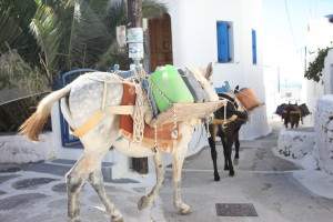 Donkeys in Chora