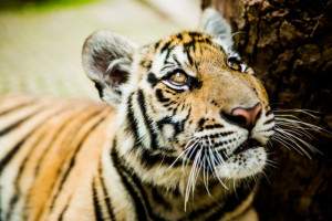 Tiger preserve on a Thailand honeymoon