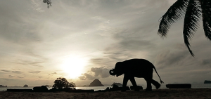 Koko the elephant at Phulay Bay